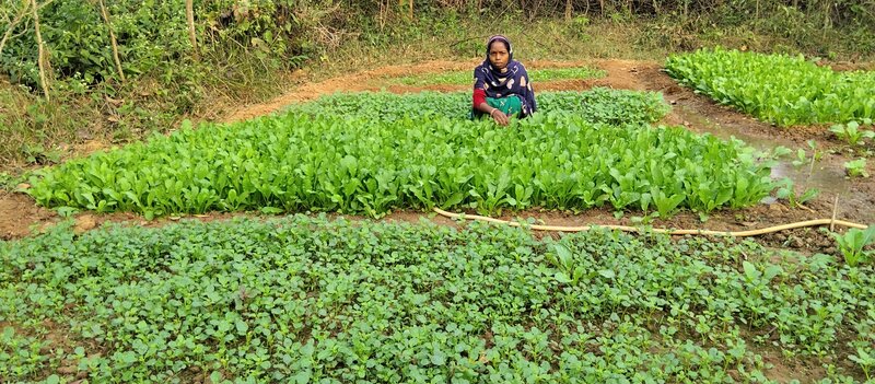 Gemüseanbau im Haushaltsgarten.